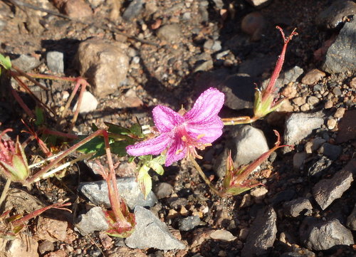 GDMBR: Flower on the roadside.